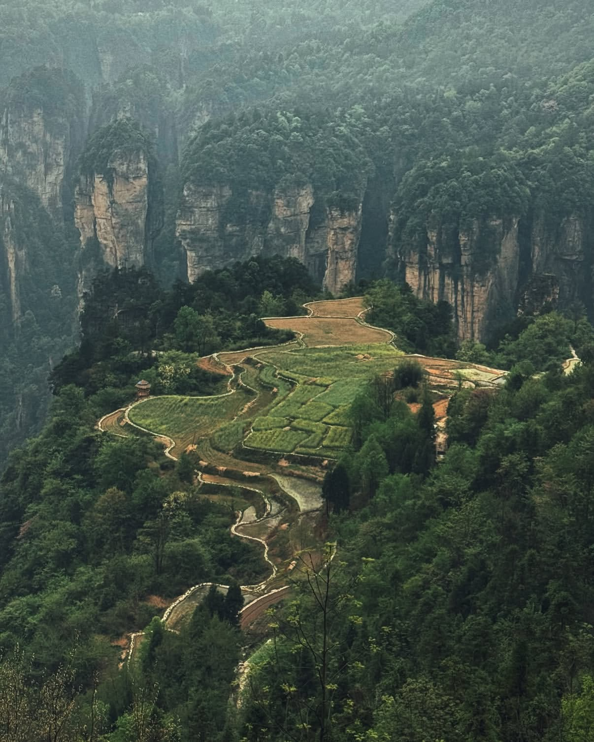 Горы «Аватара + Фуронг» - Премиум пакет [ЧАРТЕР] 0