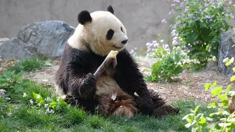 Пекинский зоопарк