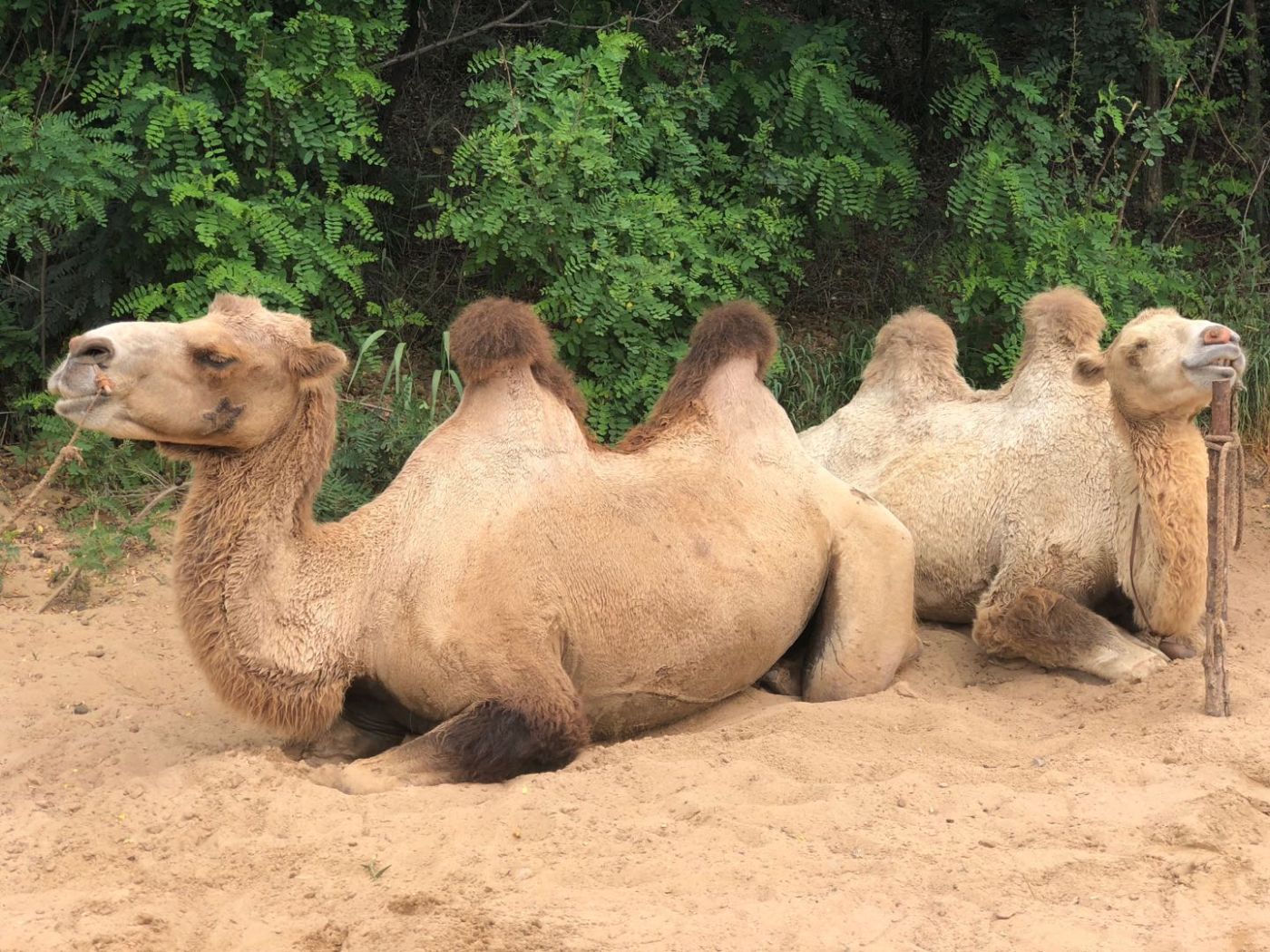 Зоопарк-сафари в Бэйдайхэ