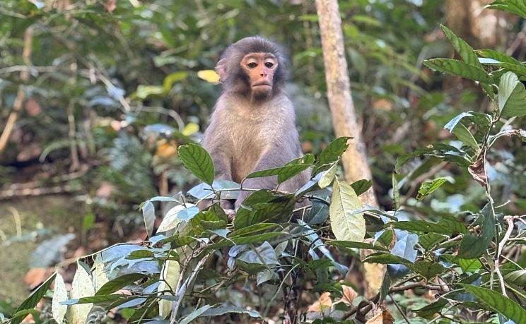 Горы «Аватара» - Прямой рейс 1