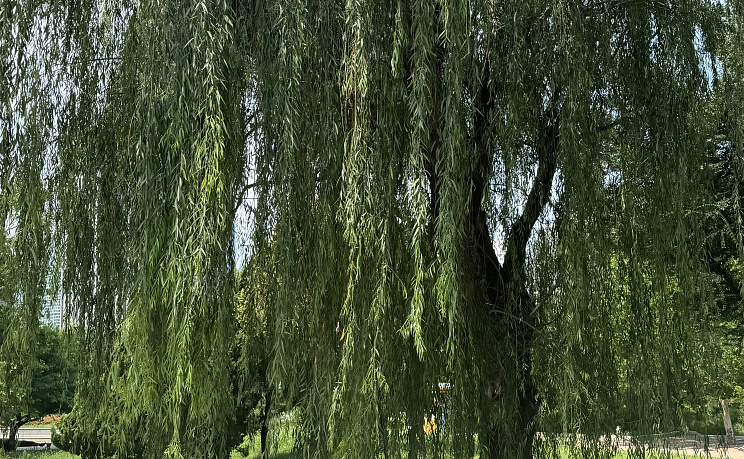 Далянь - Прямой чартер из Хабаровска 5