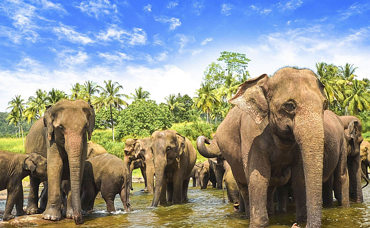 Шри-Ланка - Изображение 1