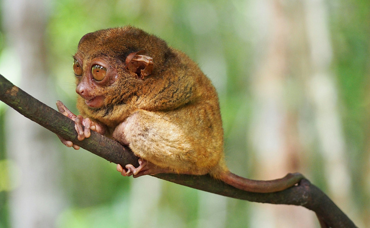 Филиппины - Изображение 4