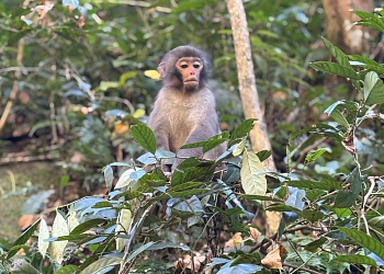 Рекламный тур - Горы Аватара [Чжанцзяцзе-Чунцин-Ичан], ближайший тур