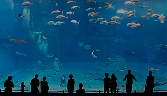 Океанариум и дельфинарий в Бэйдайхэ