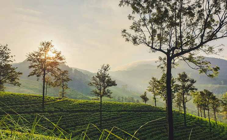 Шри-Ланка - Изображение 4